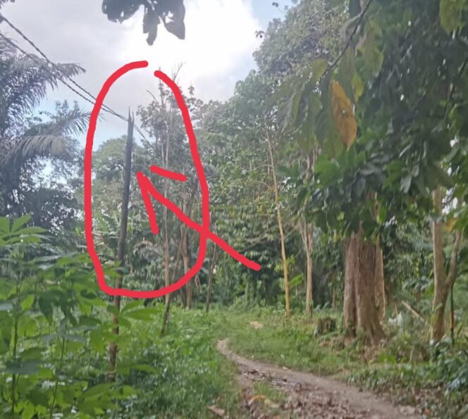 
					10 Tahun Gunakan Tiang Listrik Bambu, Warga Pompaniki Minta PLN dan Pemda Segera Bertindak