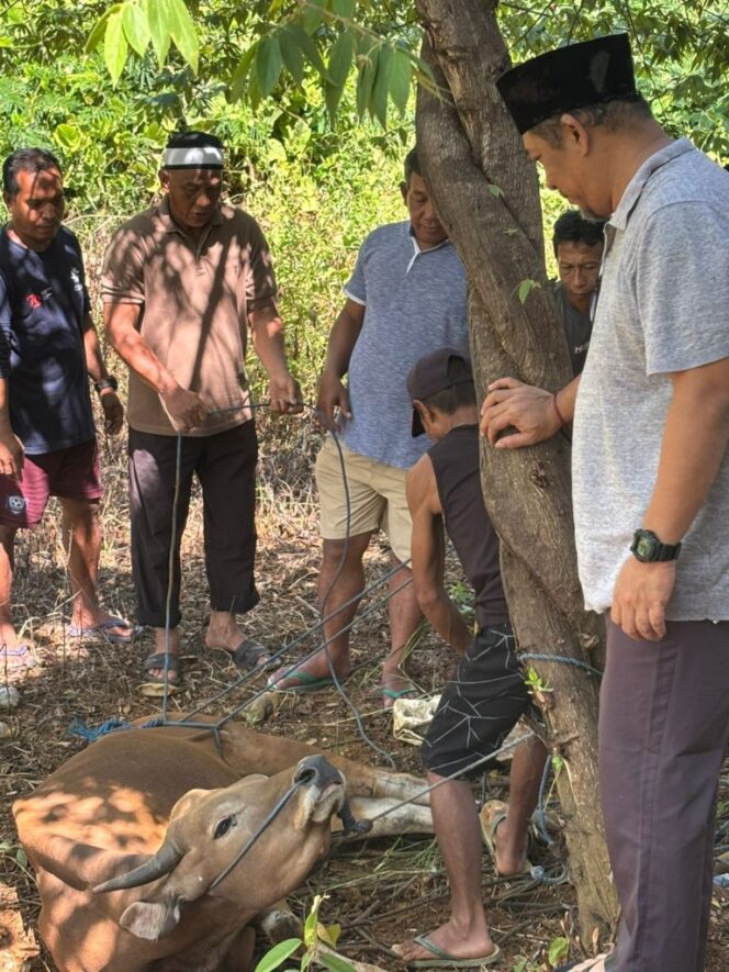 
					PT.CLM Kurban Enam Ekor Sapi di Wilayah Pemberdayaan